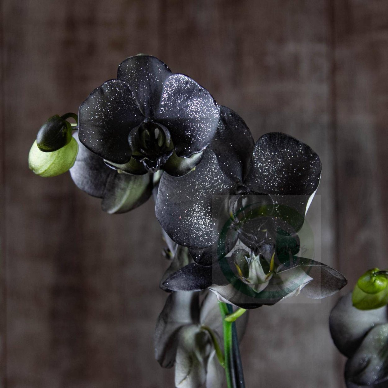 Фаленопсис Блэк Мэджик