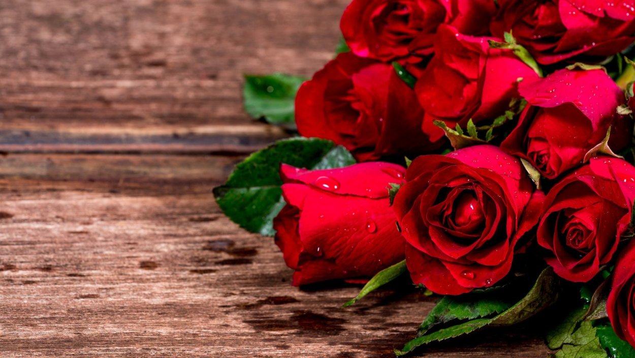 Роза бордовая