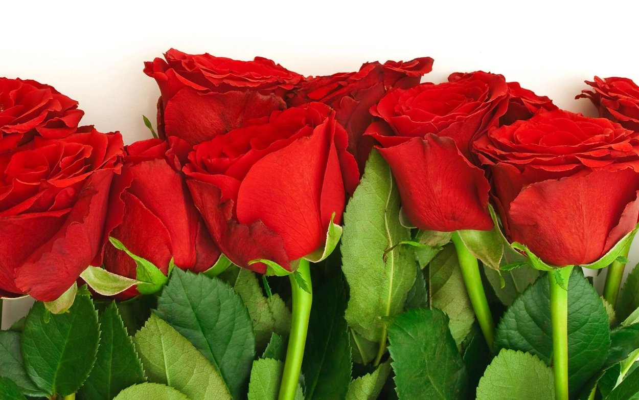 Розы Моника, Фридом