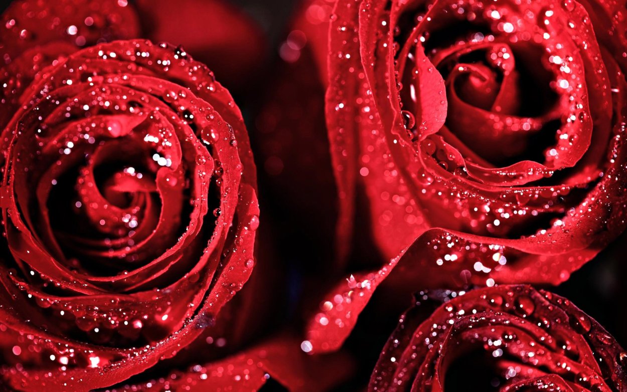 Красные розы обои