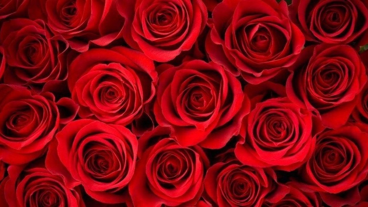 Красные розы