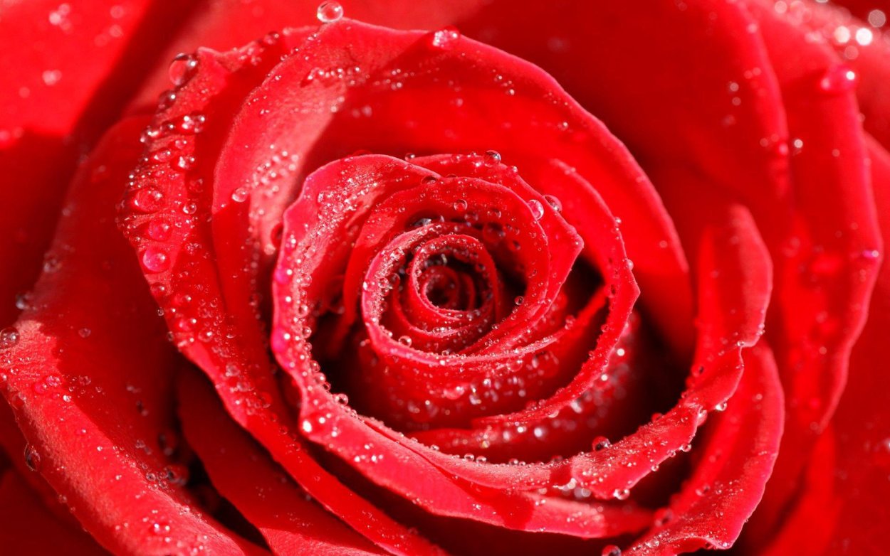 Красный цветок