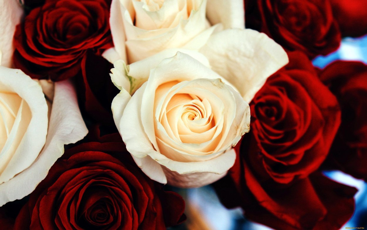 Розы обои