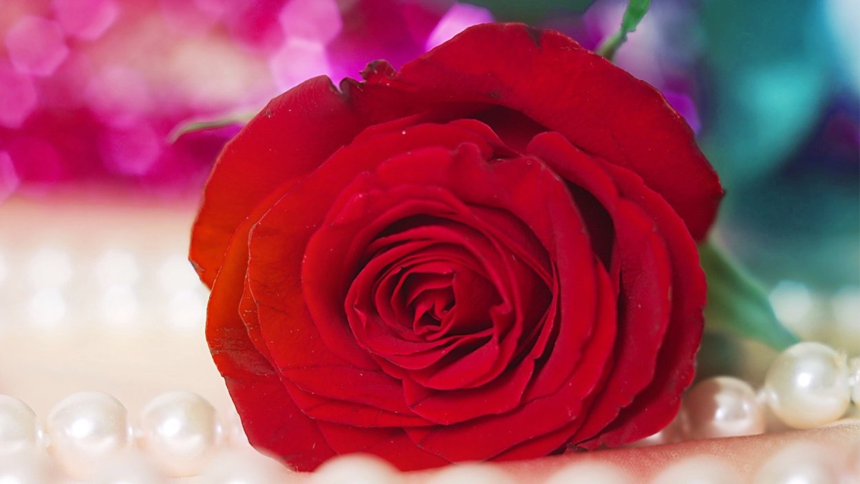 Красные розы на рабочий стол