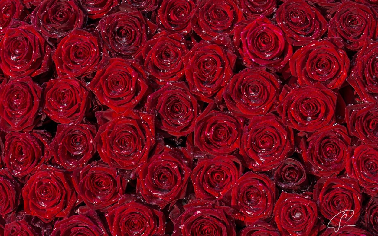Красные розы