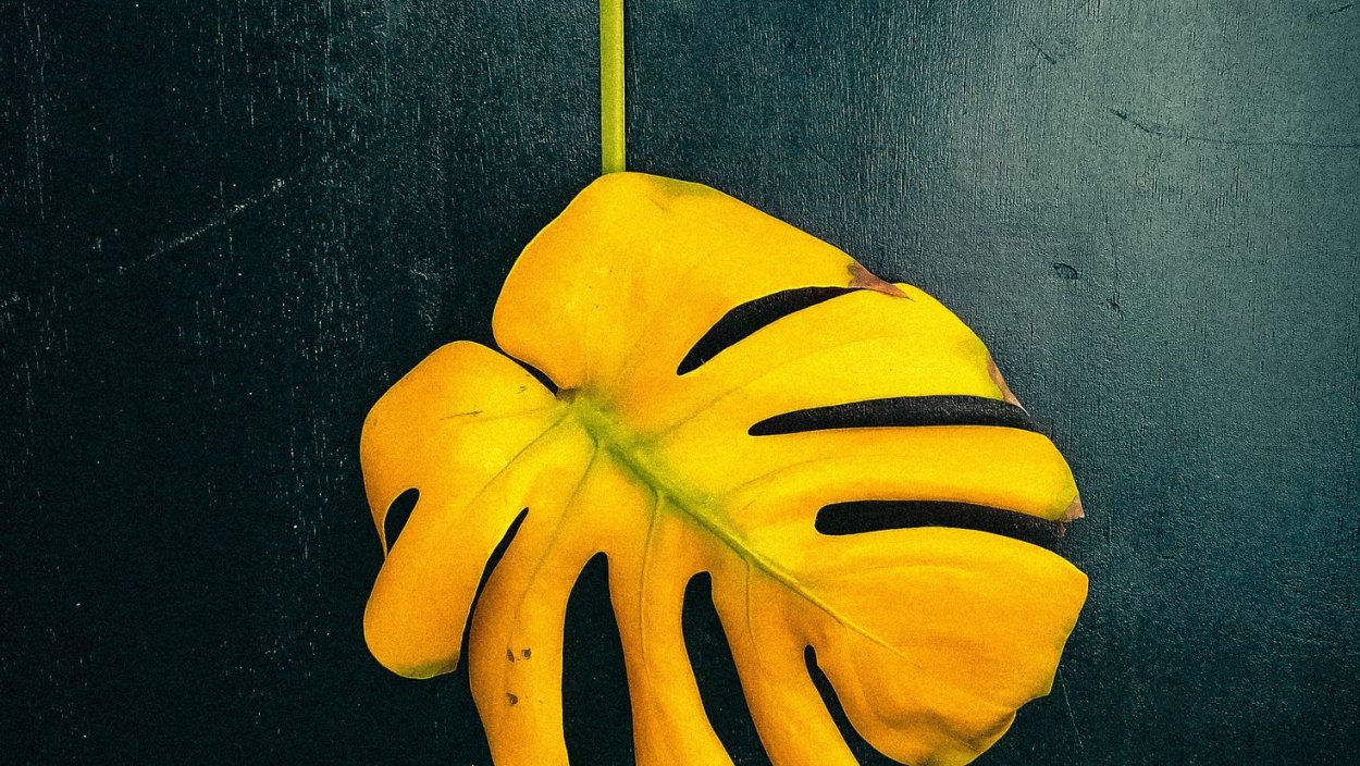 Лист монстеры