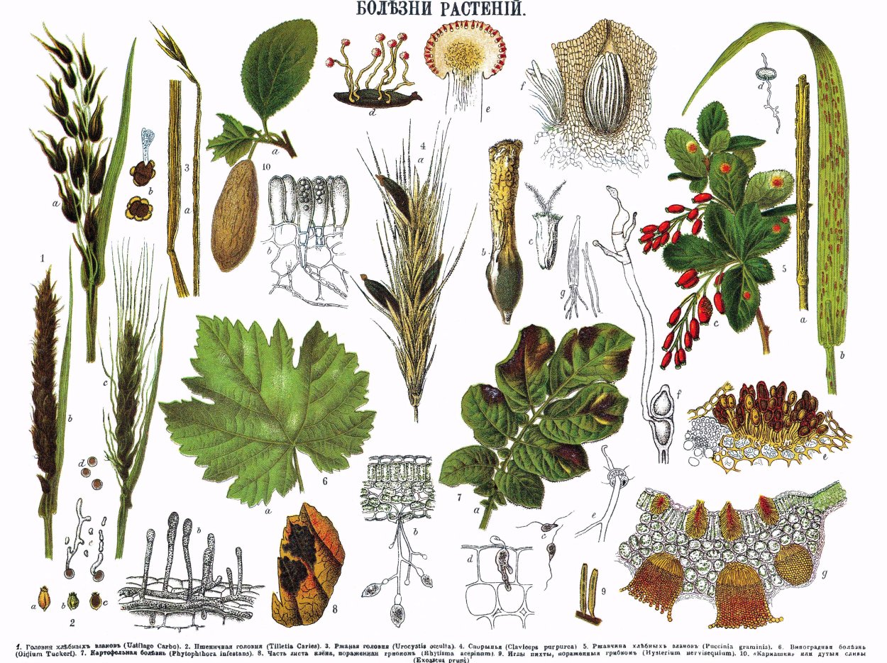 Виды болезней растений