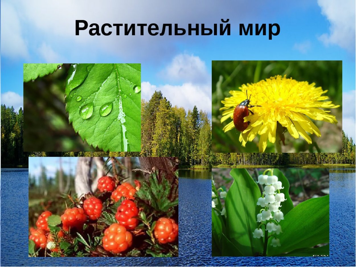 Цветы и растения родного края