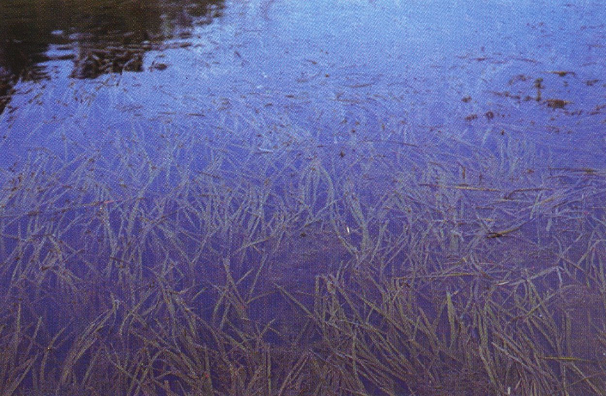 Водоросли макрофиты