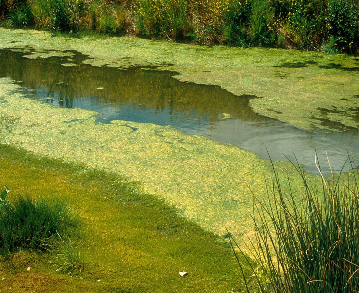 Водоросли нимфея