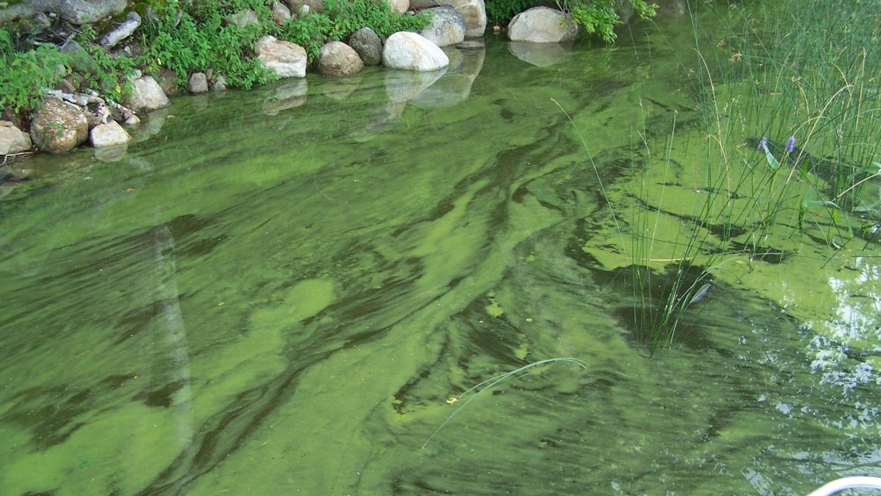 Цианобактерии в водоеме