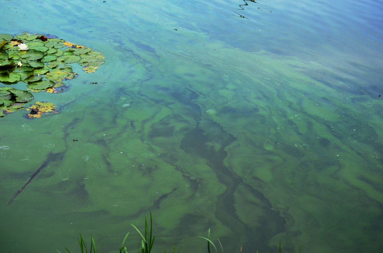 Виды водоросли в пруду