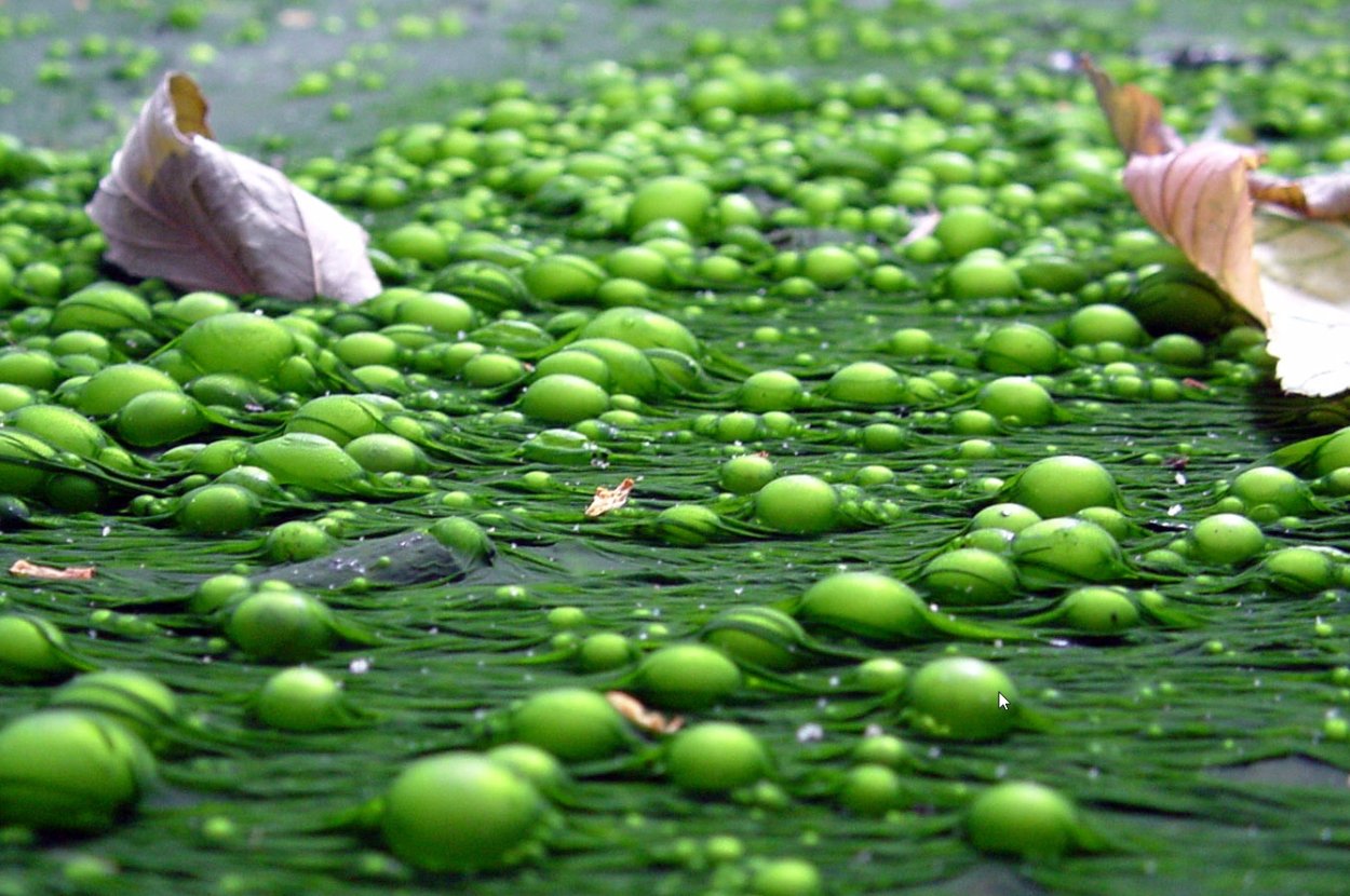 Валлиснерия крученолистная