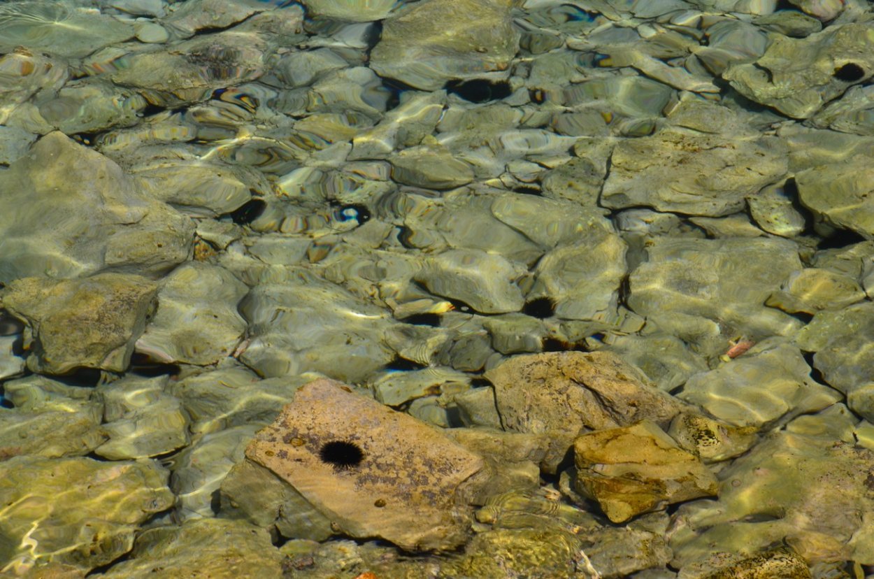 Водяной мох