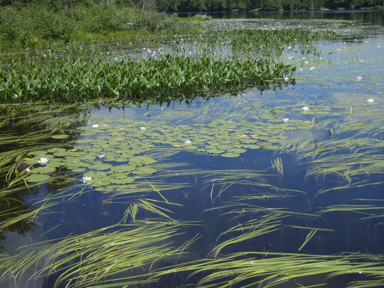 Вода в пруду