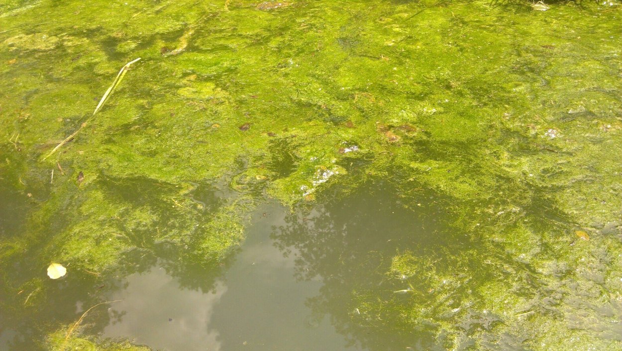 Понтедерия стрелолист для пруда