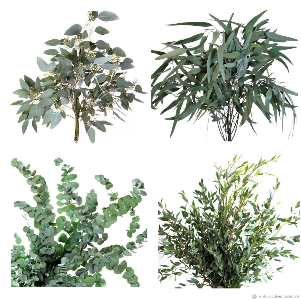 Питтоспорум Сильвер куин