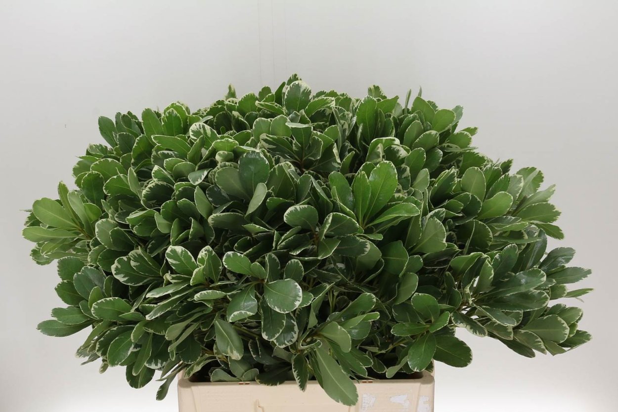 Питтоспорум Тобира (Pittosporum Tobira),