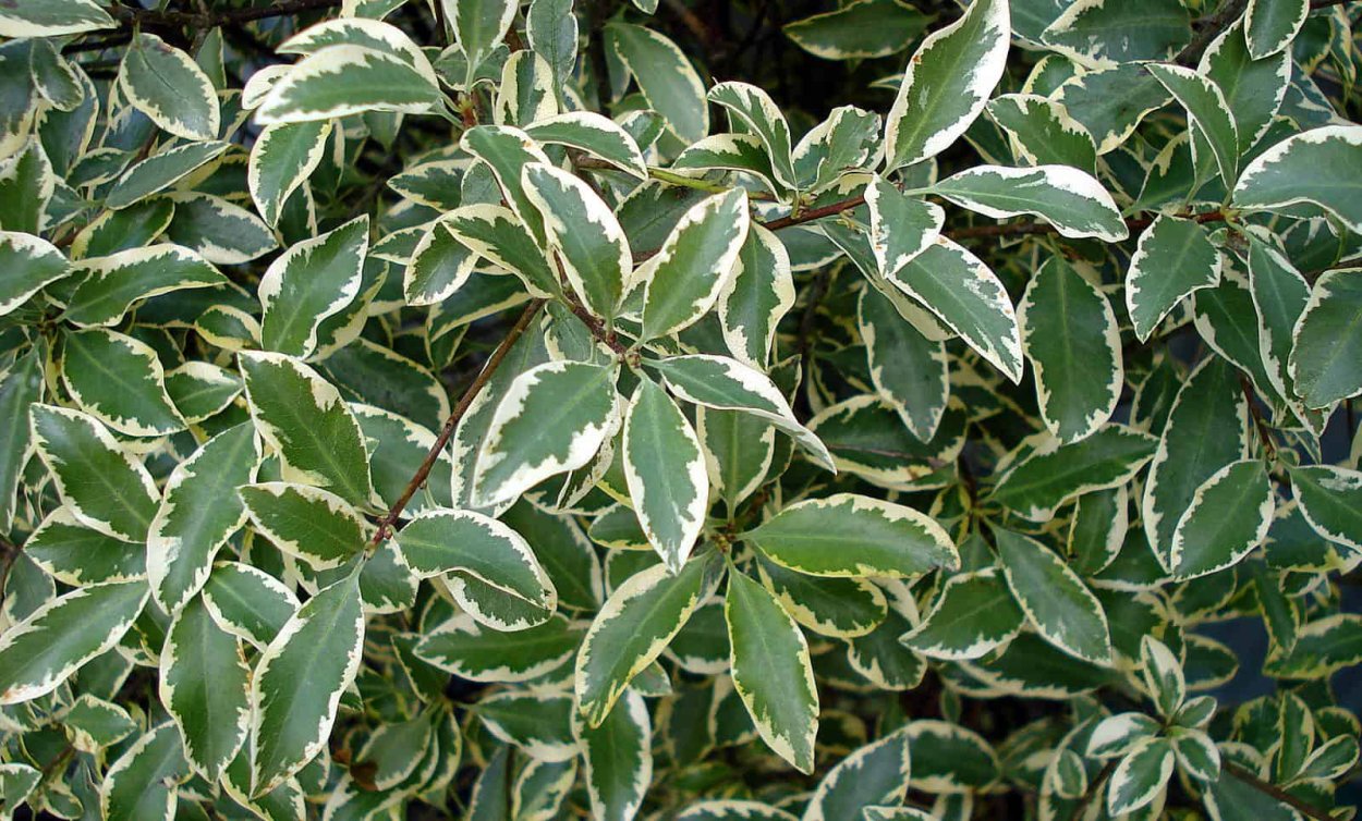 Pittosporum tenuifolium растение