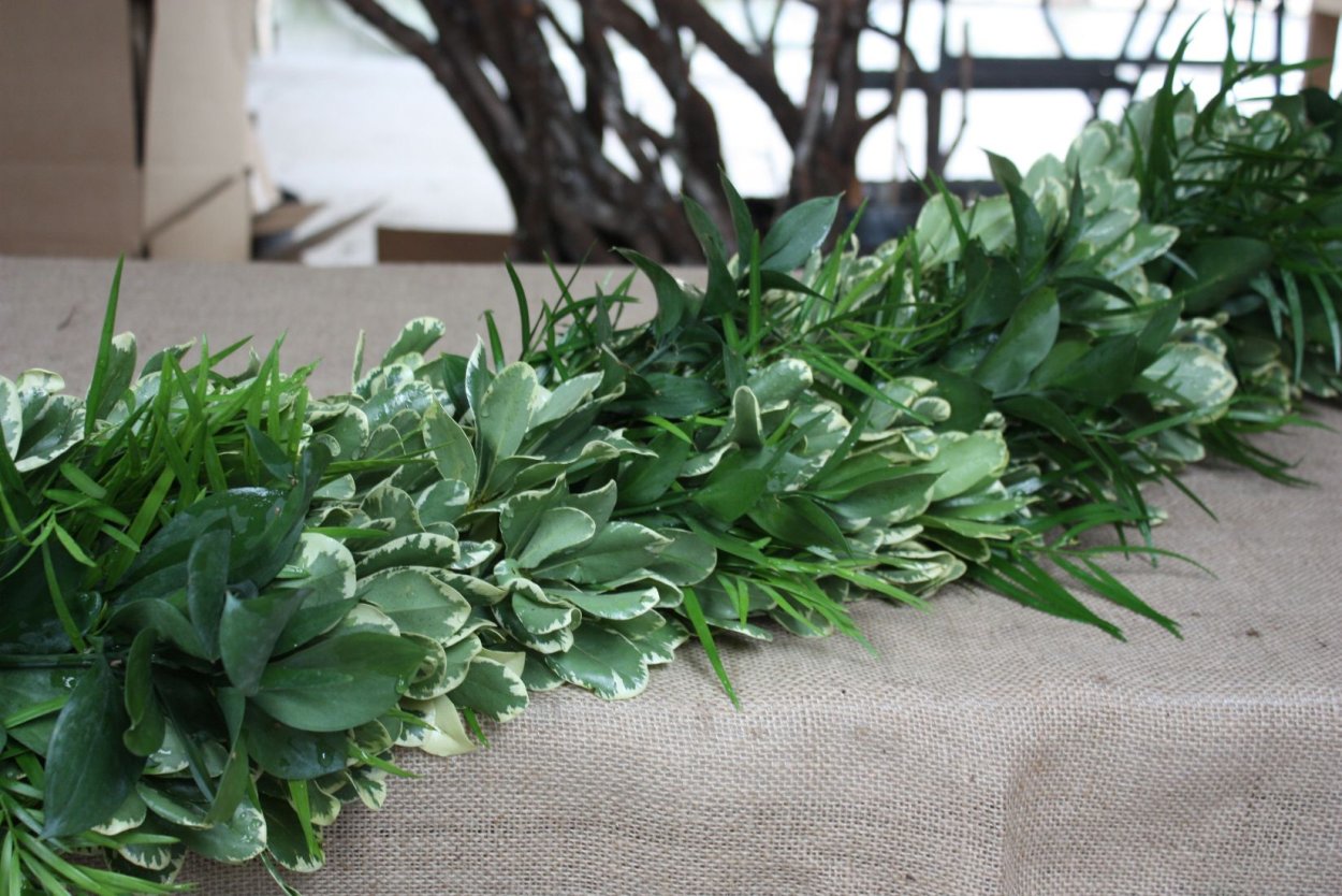 Питтоспорум Тенуифолиум