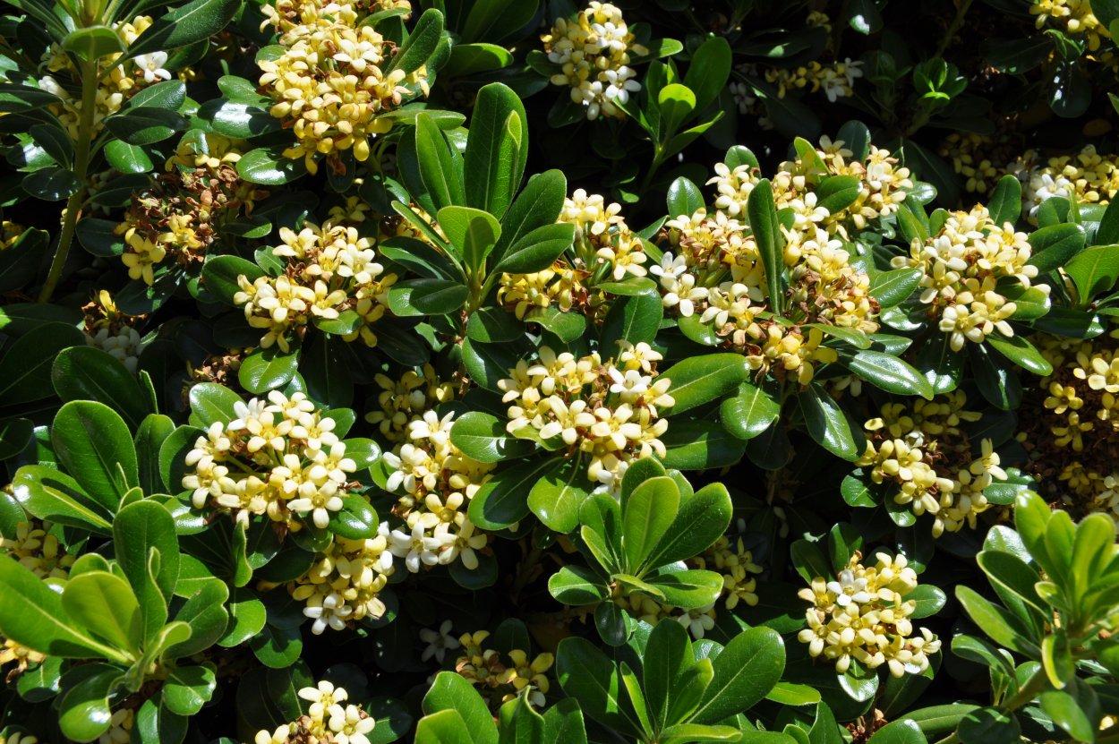 Питтоспорум "Pittosporum Red"