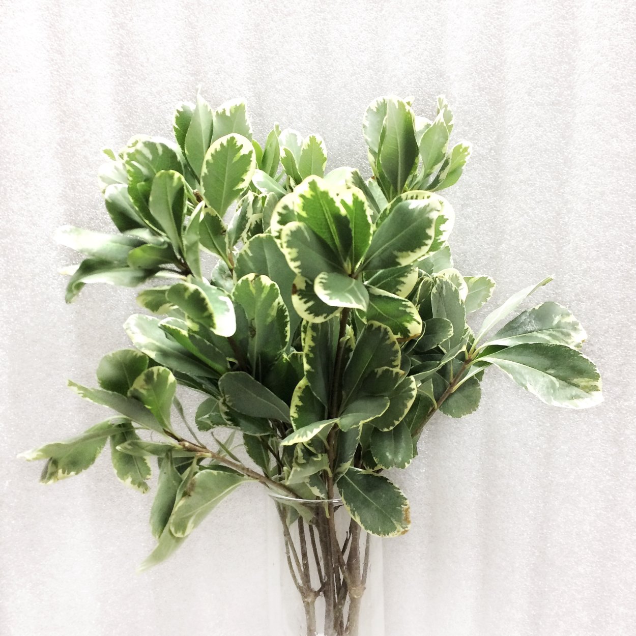 Питтоспорум Нигра