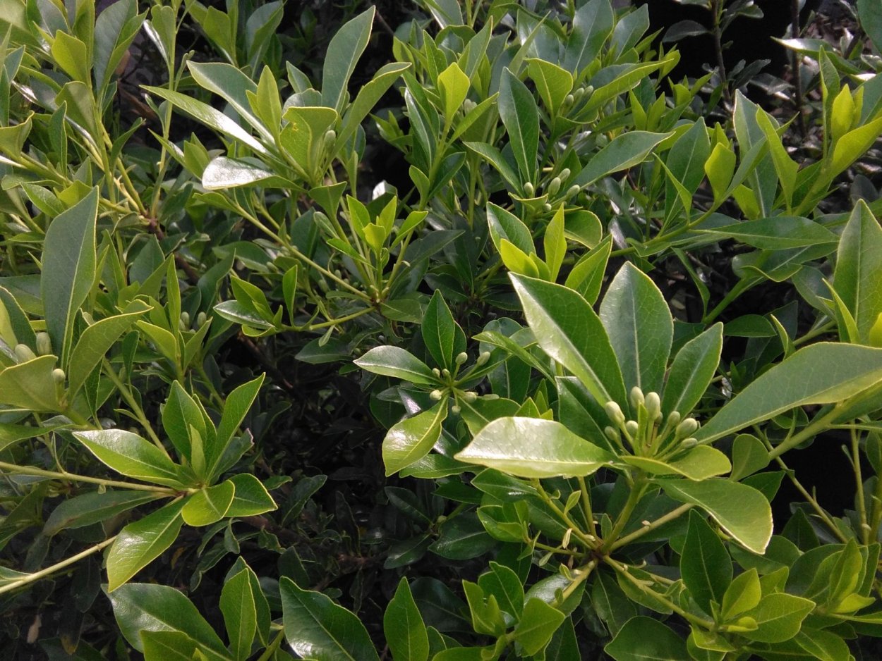 Питтоспорум тонколистный