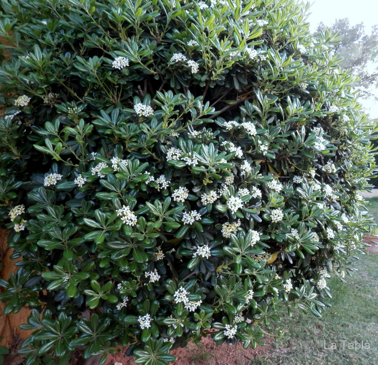 Смолосемянник разнолистный