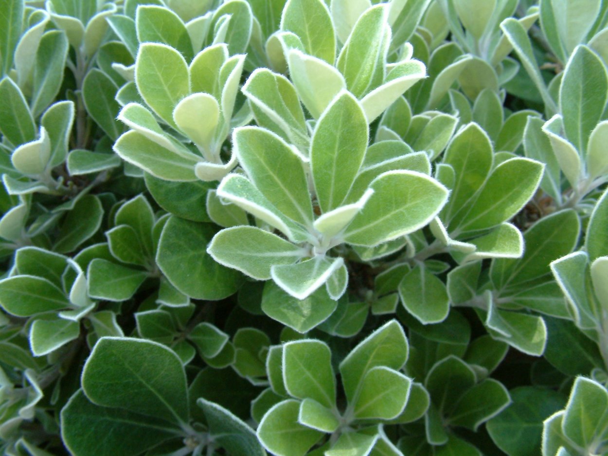 Питтоспорум Тобира (Pittosporum Tobira),