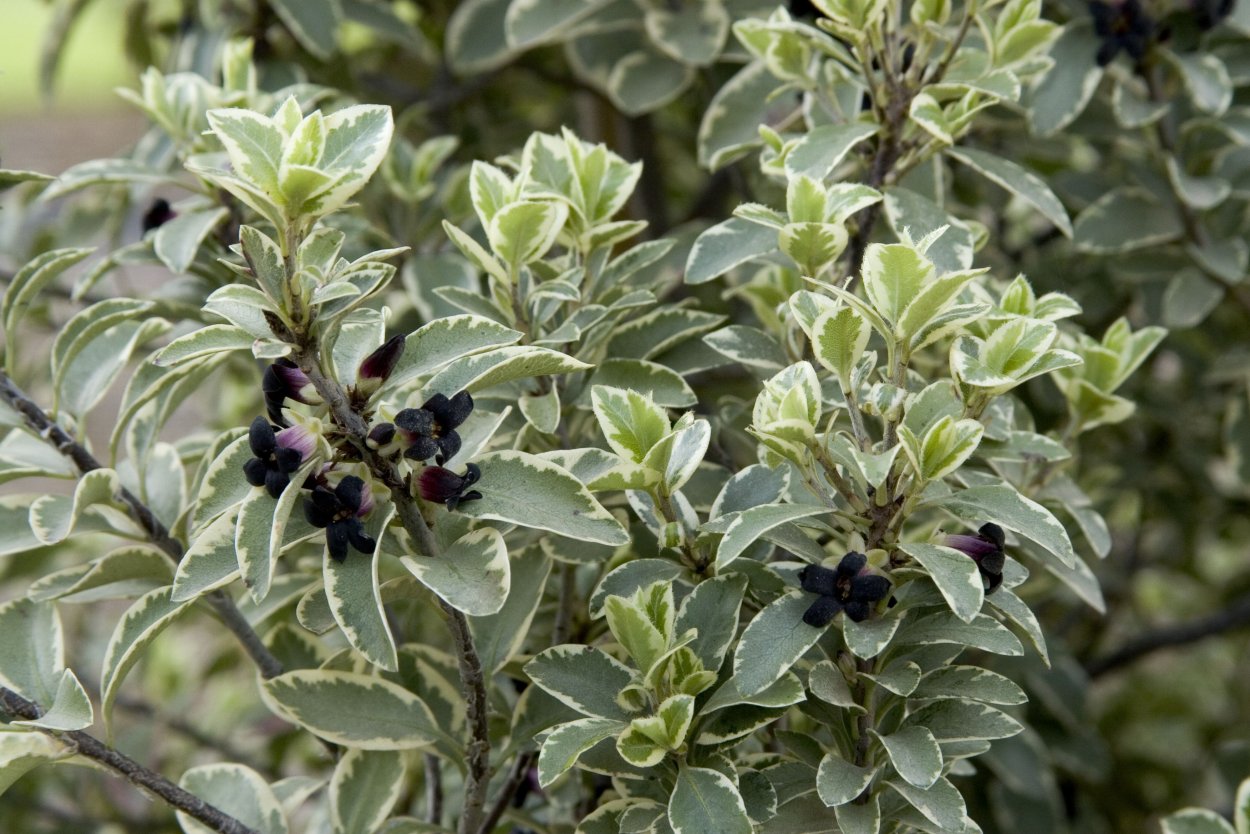 Кустарник Pittosporum Tobira