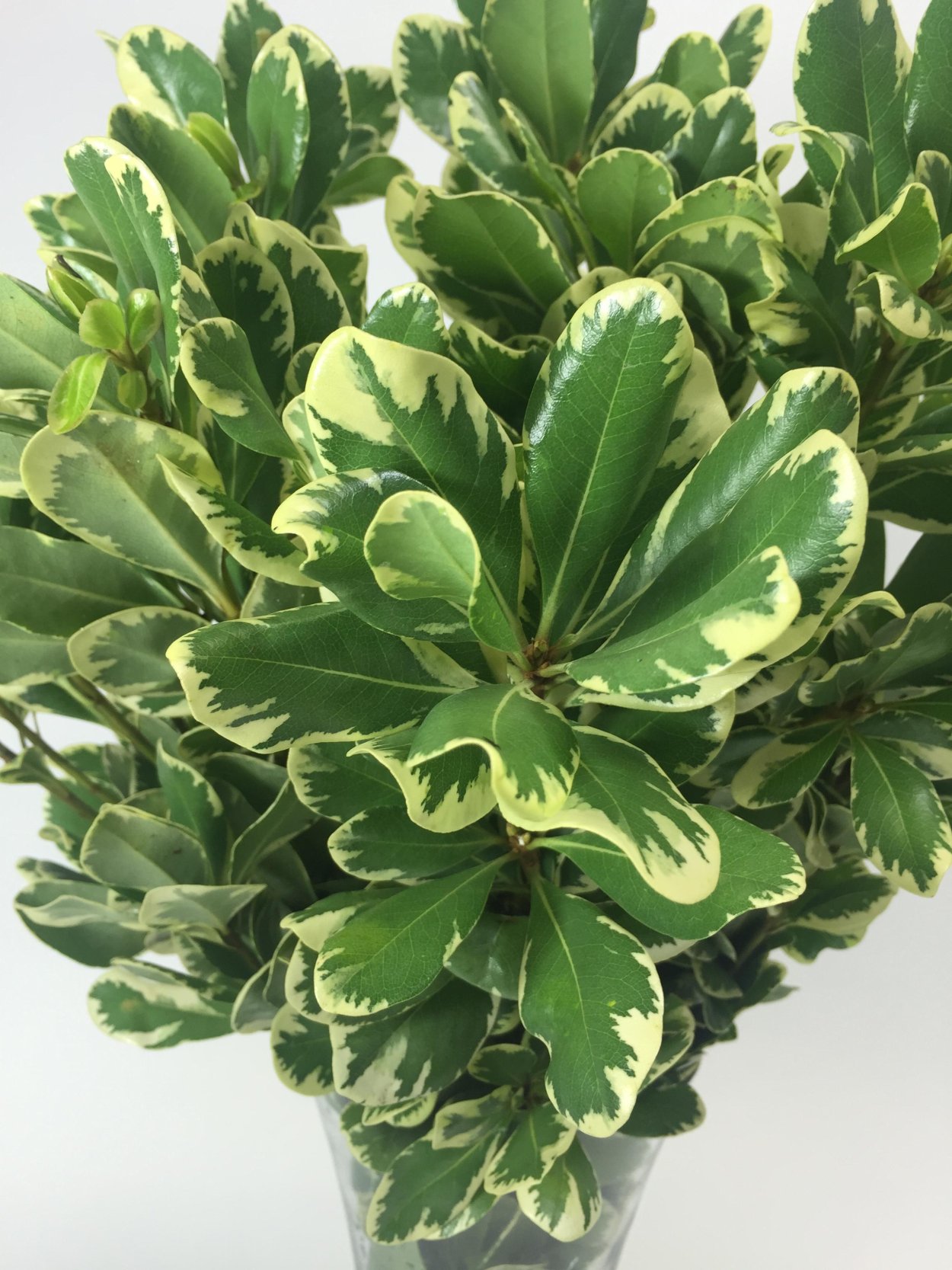 Питтоспорум мелколистный