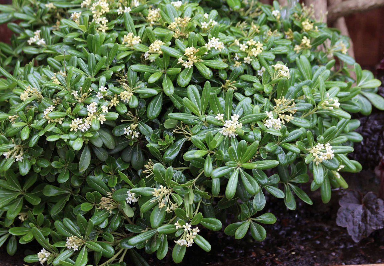 Питтоспорум Нурит