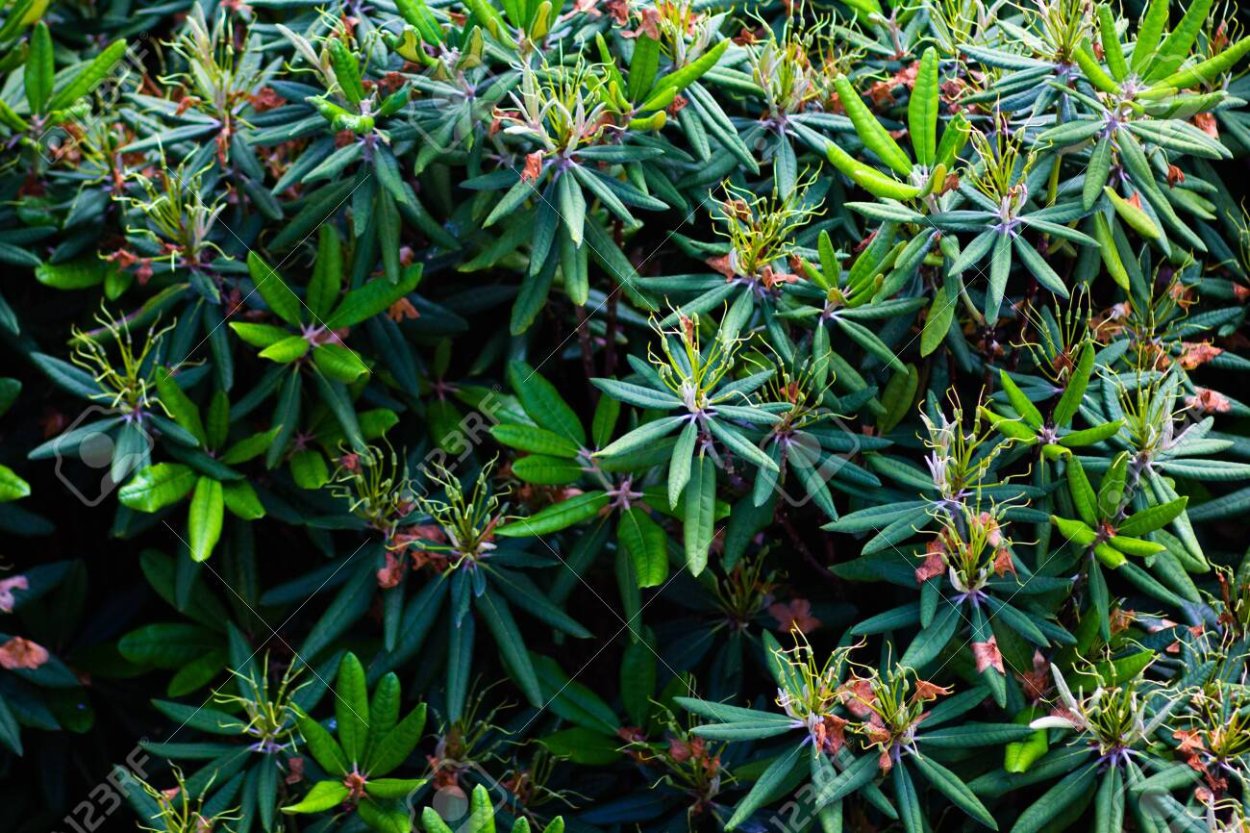 Листья питтоспорум Илан