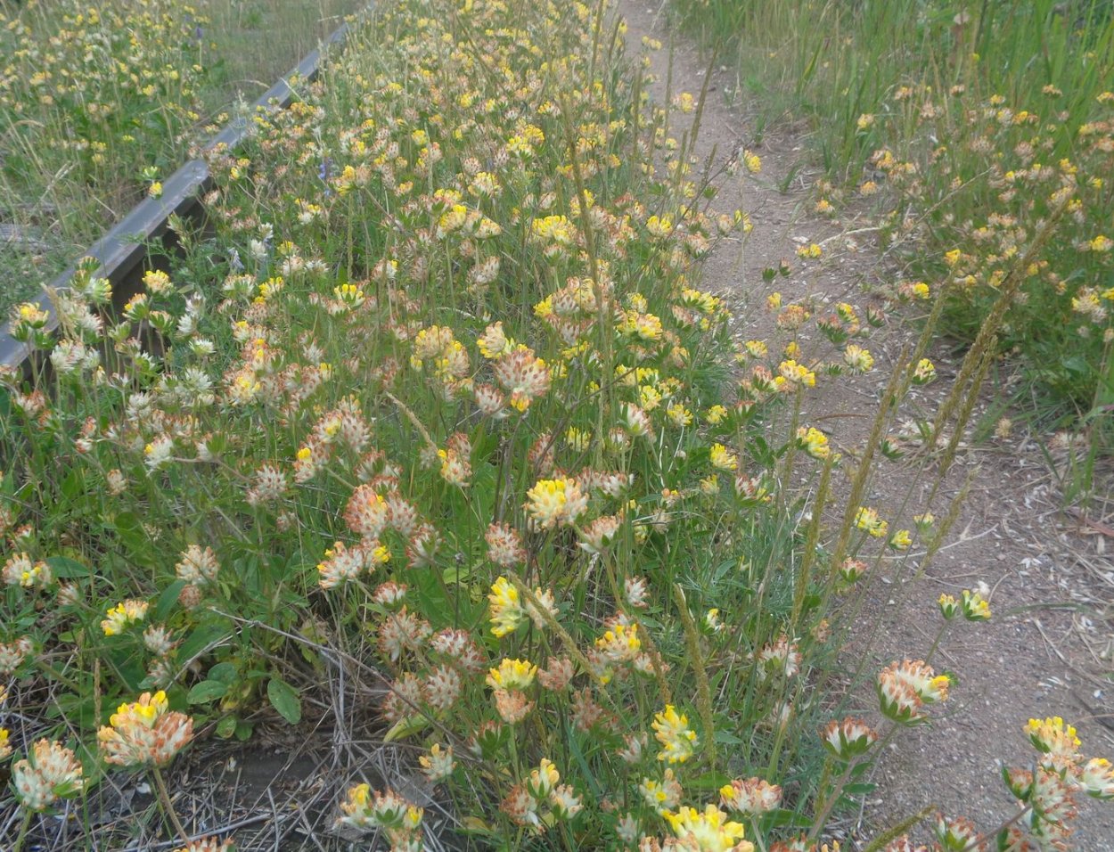 Зольник трава