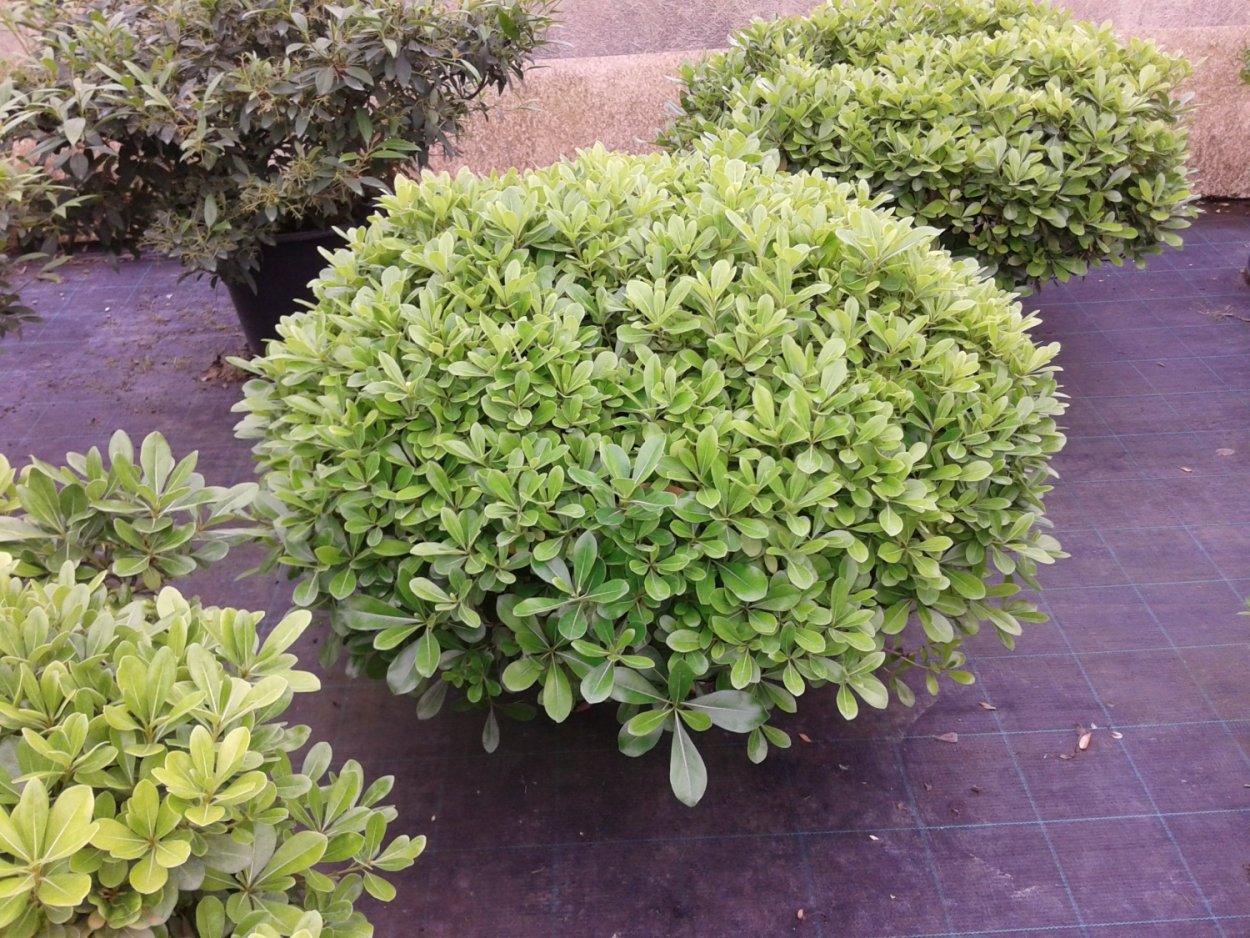 Австралийский лавр