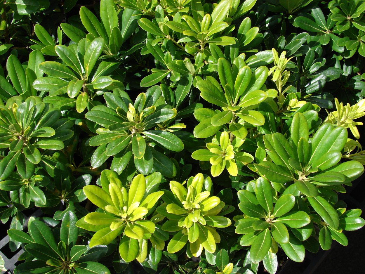 Питтоспорум Вариегата