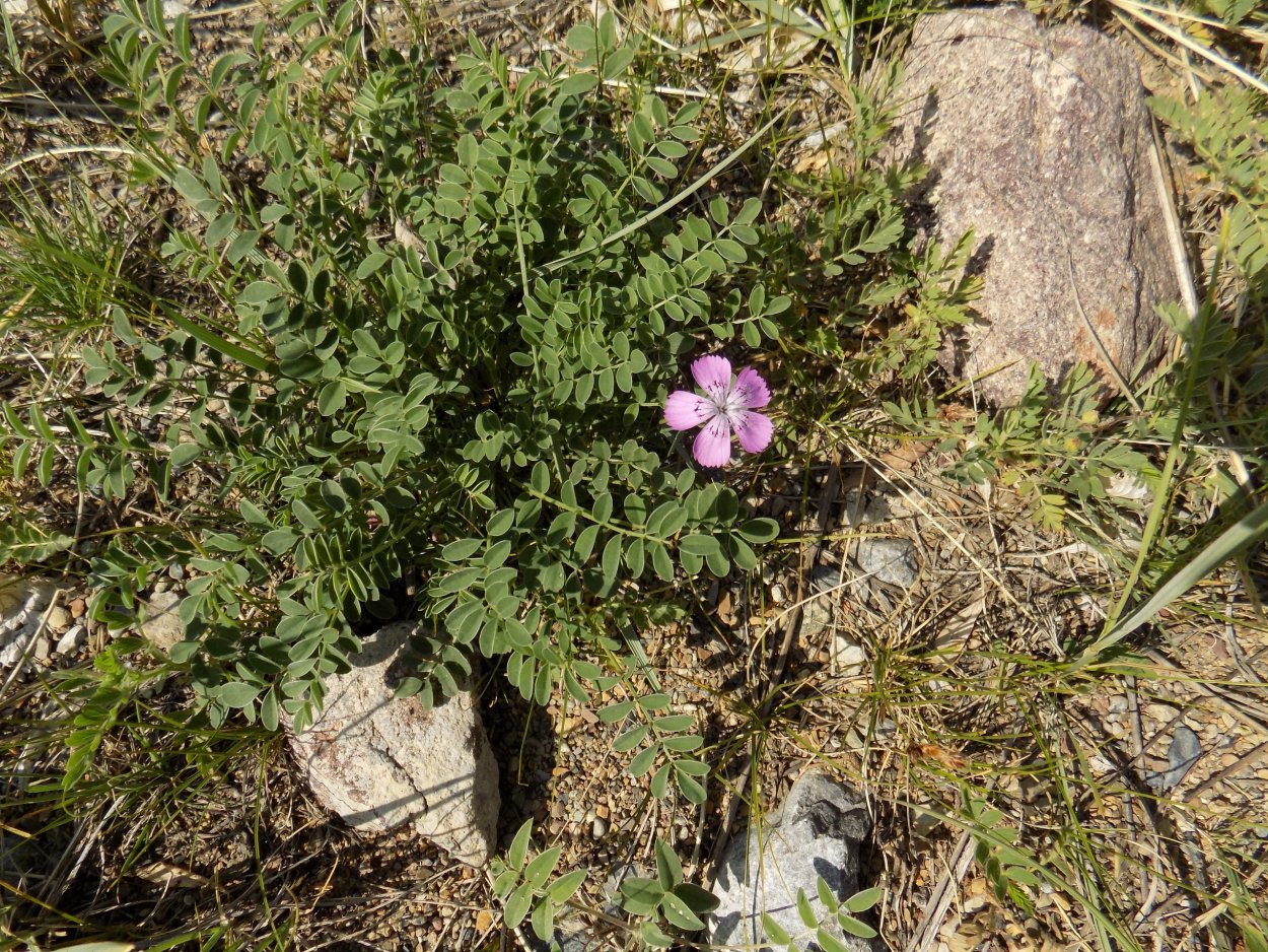 Астрагал Даурский