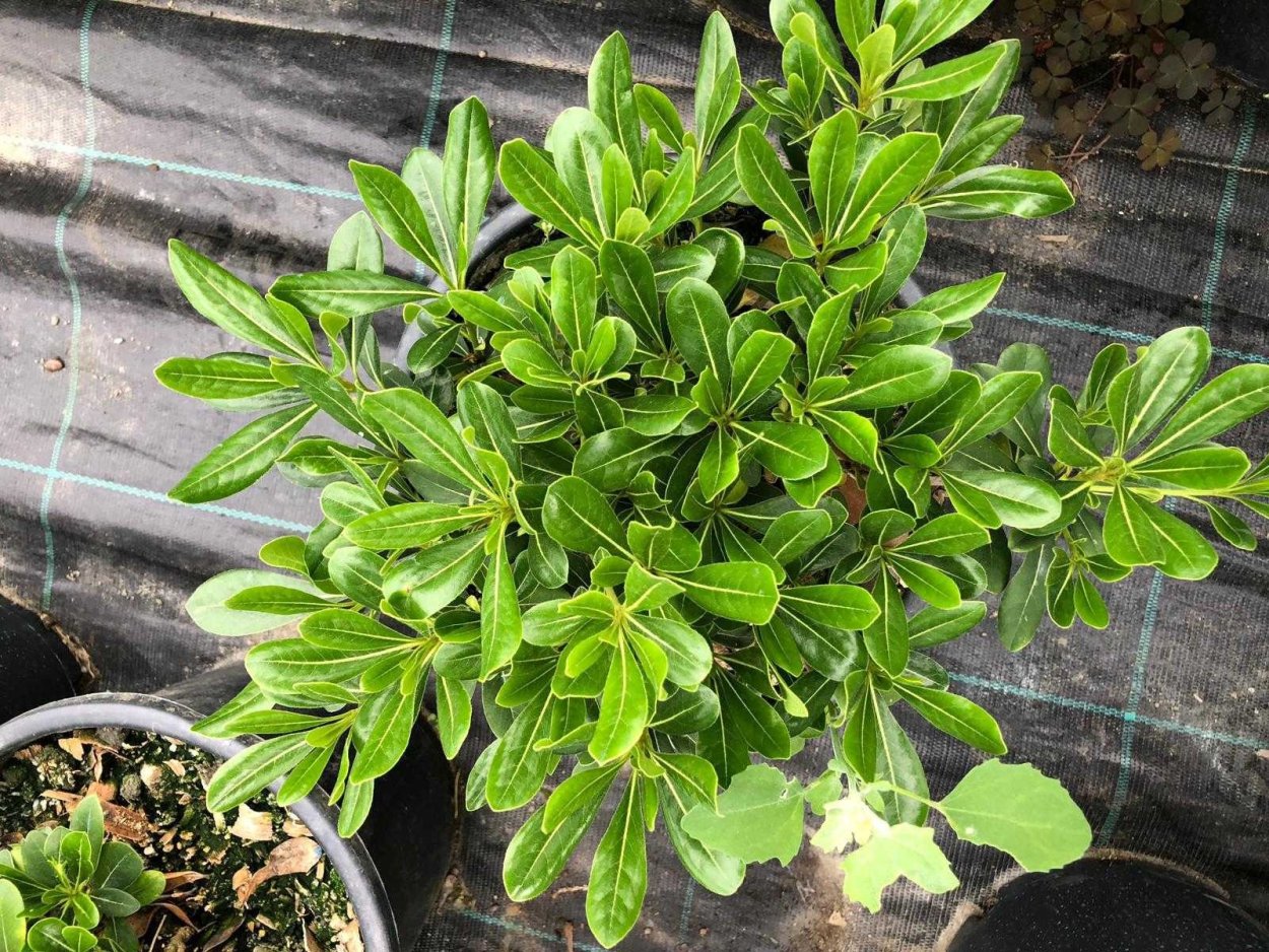 Зелень питтоспорум Нигра