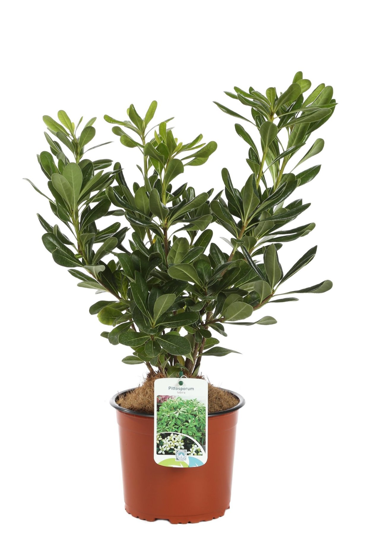 Питтоспорум вариегатный