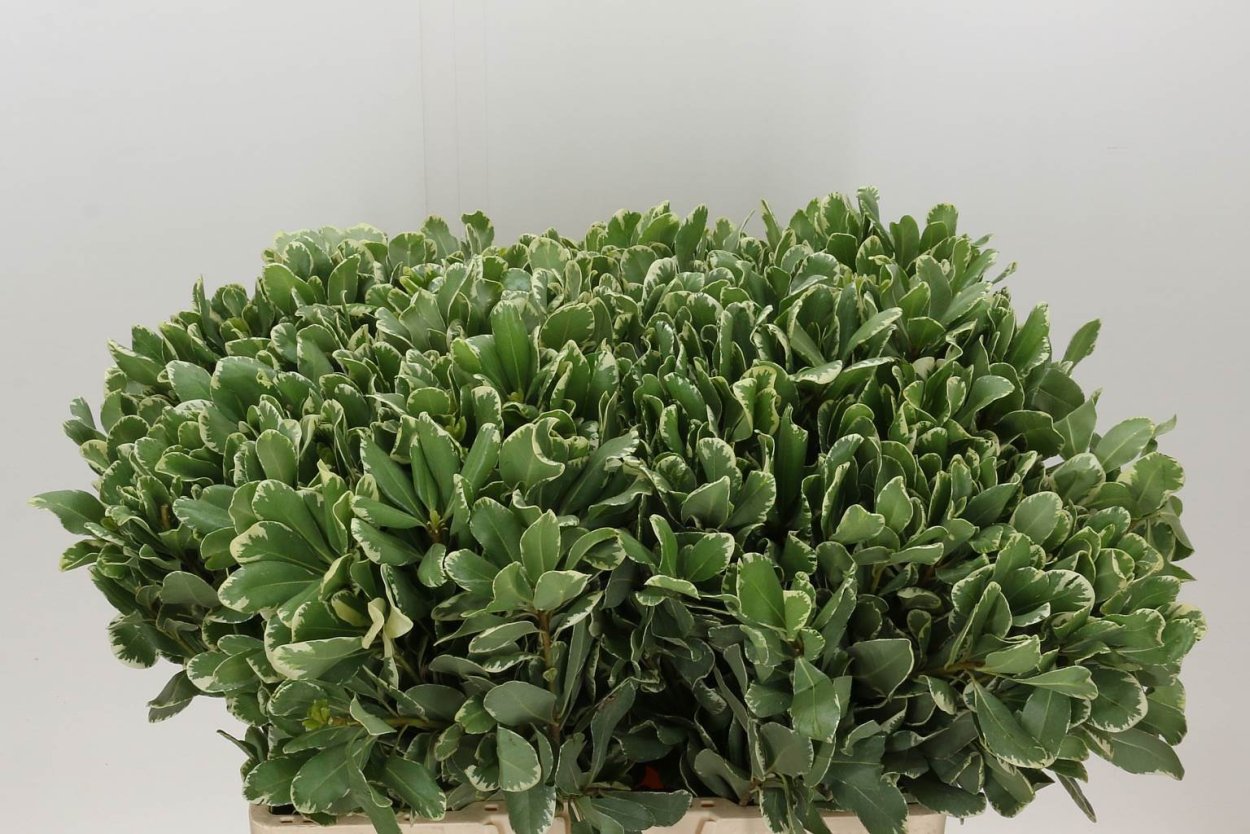 Искусственные деревья