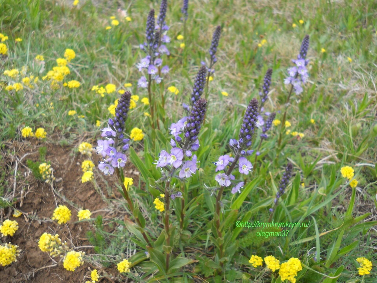 Salsola Soda растение