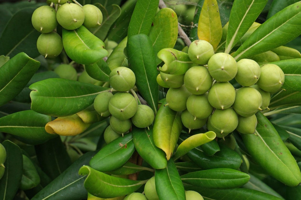 Питтоспорум толстолистный