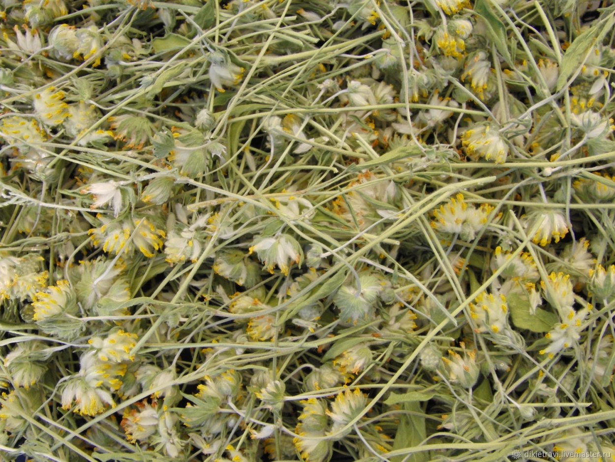 Язвенник аптечный Клевер