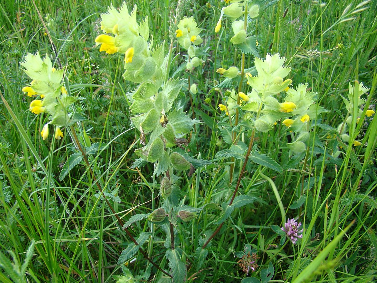 Тимьян чабрец медовый аромат