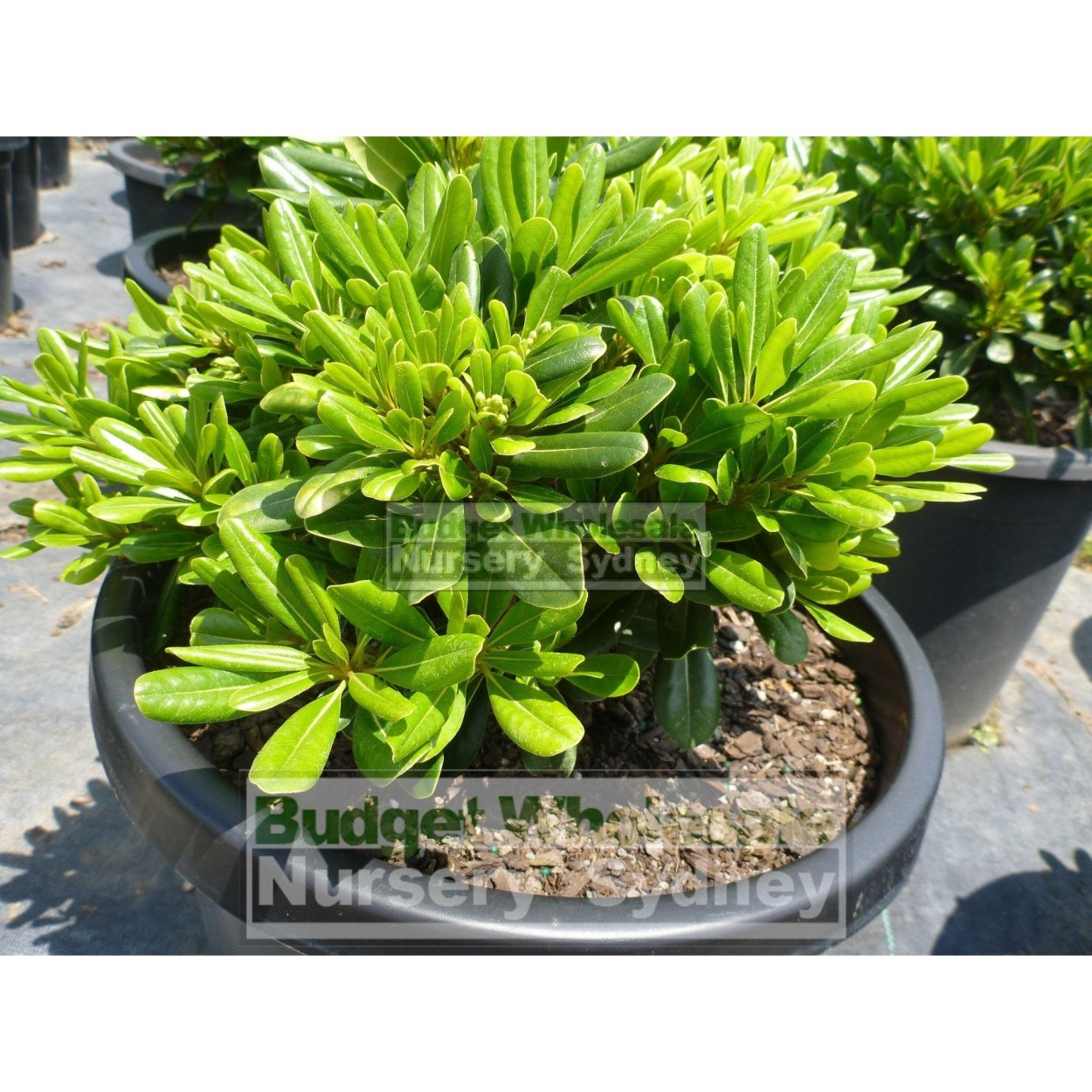 Питтоспорум на Мальдивах