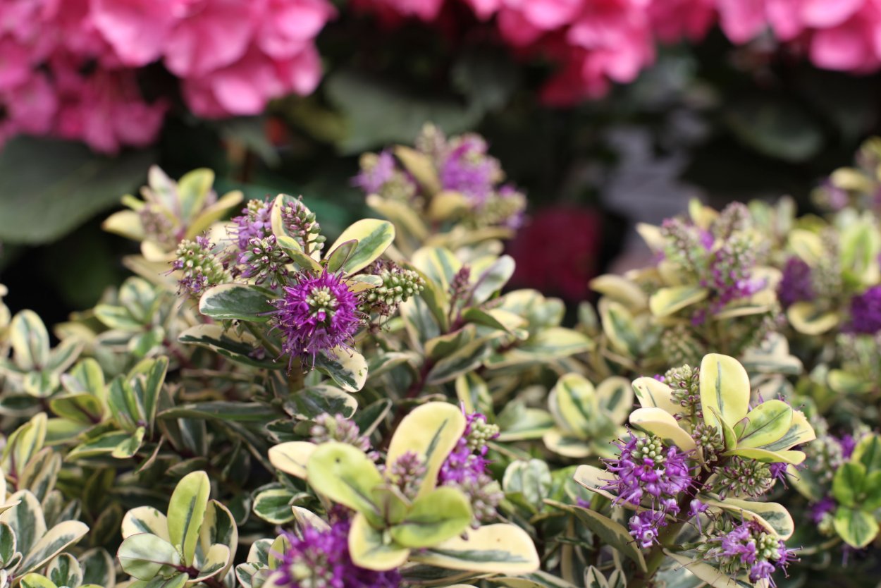 Питтоспорум вариегатный