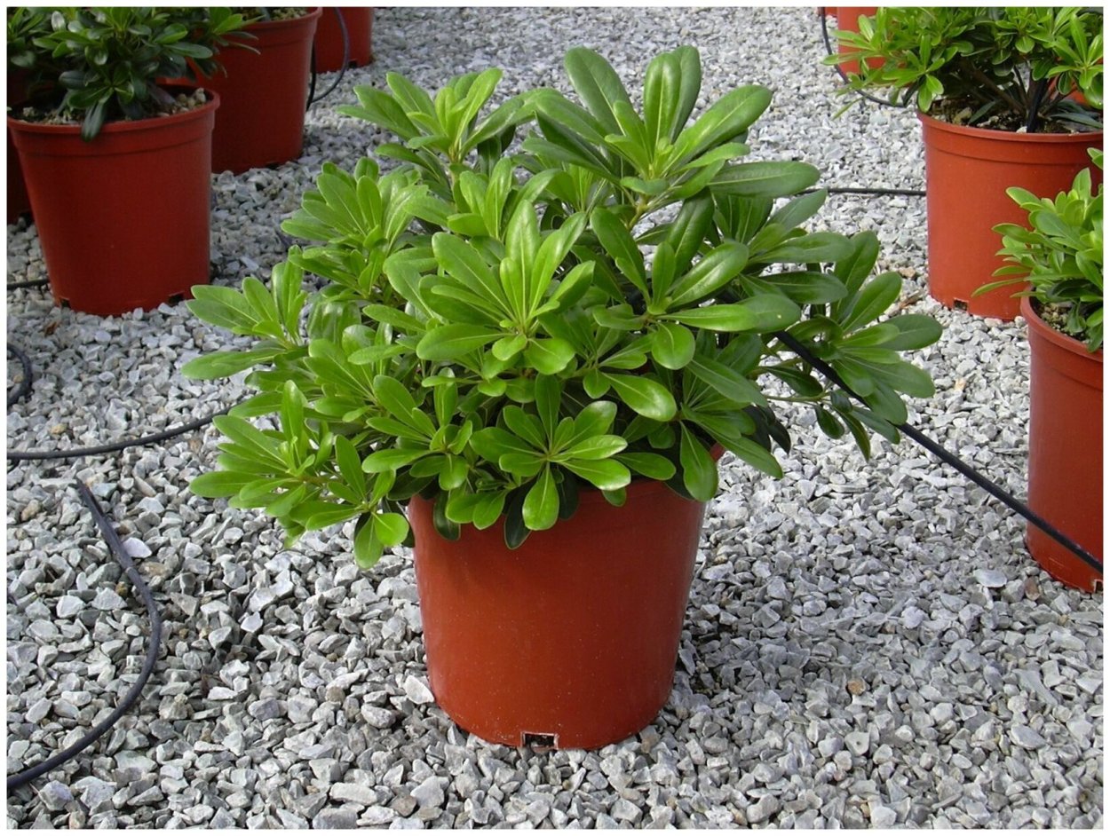 Питтоспорум размножение