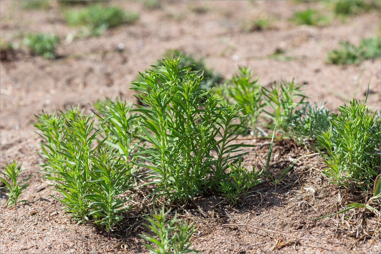 Копеечник Биберштейна