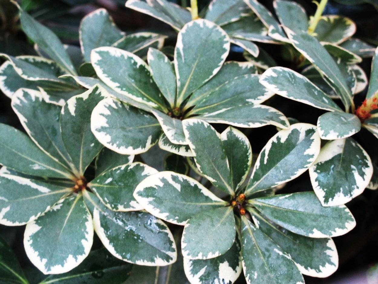 Лонгифолия Лиана де Люкс