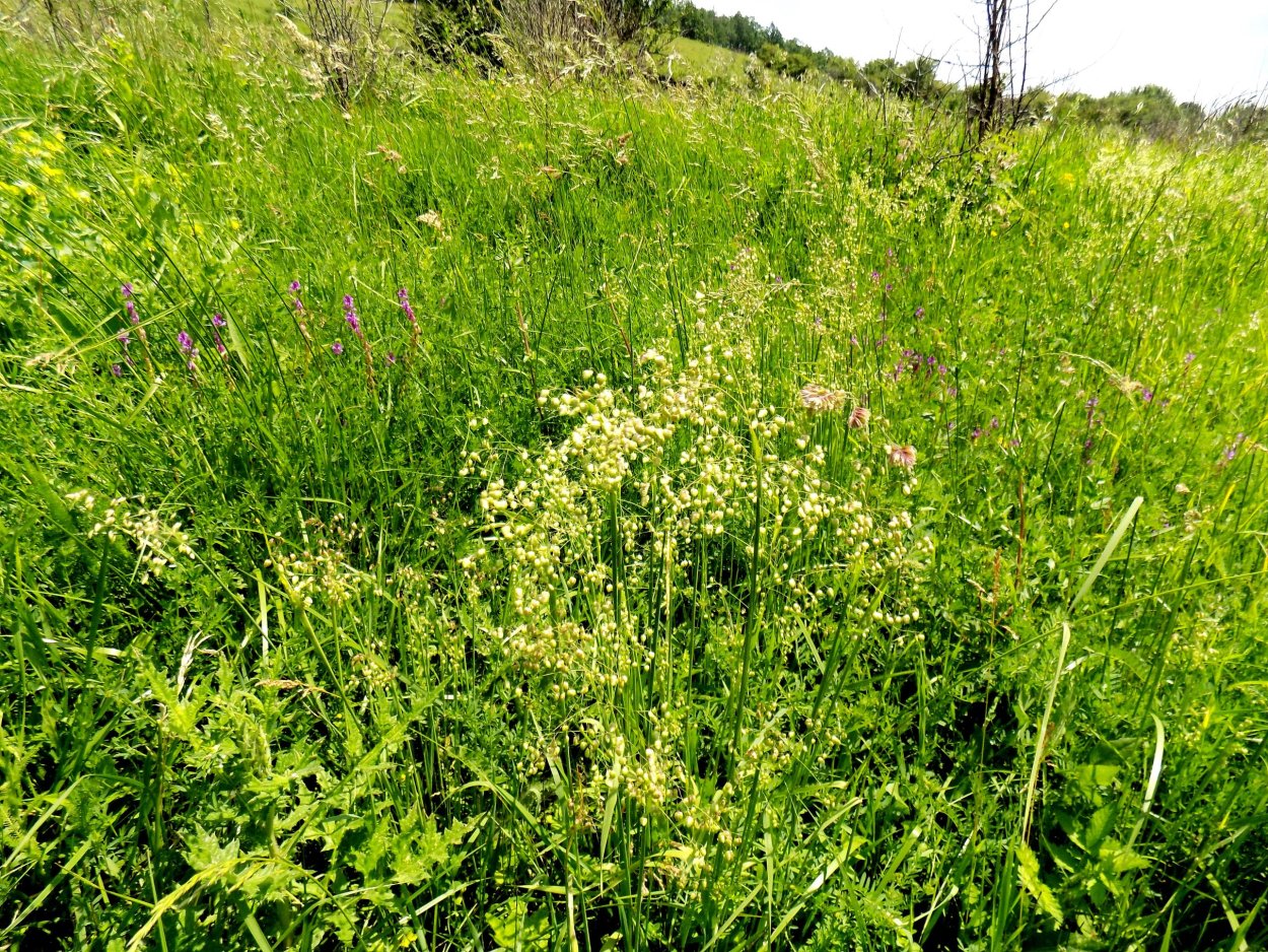 Солянка сорная растение